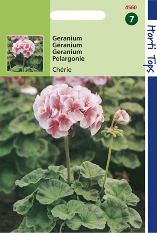 Geranium Cherie F1 (Pelargonium zonale) 10 zaden
